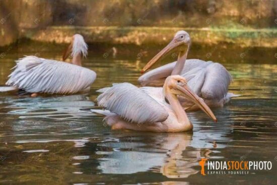 Great white pelican birds swimming at an Indian wildlife reserve