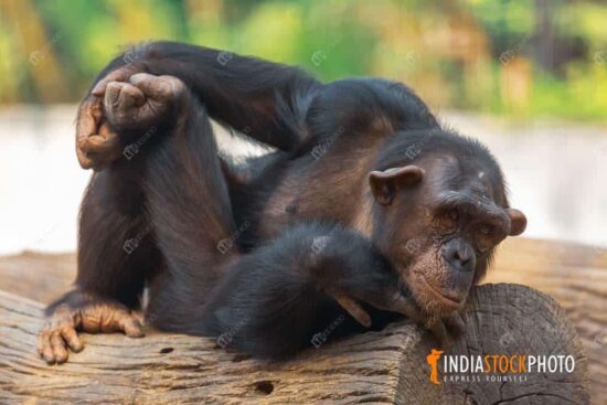 Baby chimpanzee resting on a tree trunk at Indian wildlife sanctuary