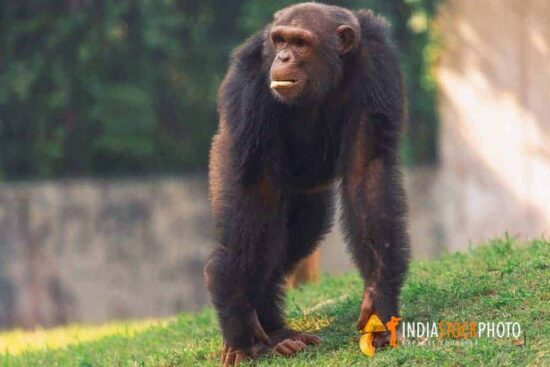 Chimpanzee ape with food at Indian wildlife reserve