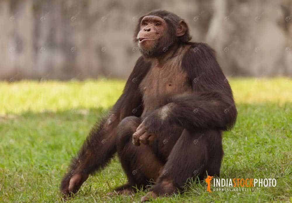 Chimpanzee primate at Indian wildlife reserve