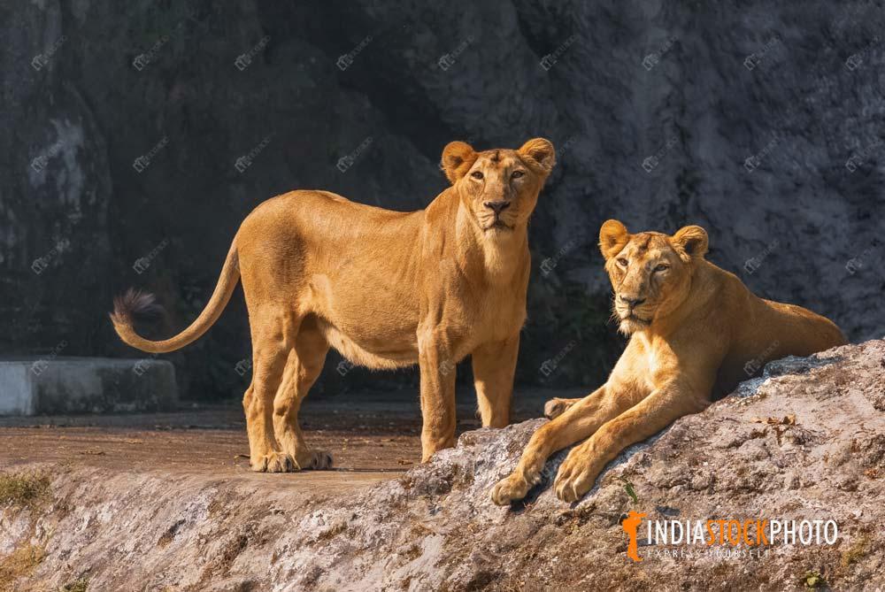 Indian lionesses at wildlife sanctuary
