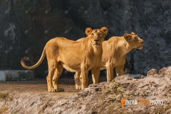 Indian lionesses at a natural enclosure in a wildlife reserve