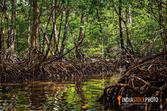 Mangrove forest swamp at Baratang island Andaman