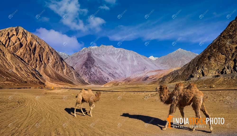 Nubra valley Ladakh cold desert with mountain camels