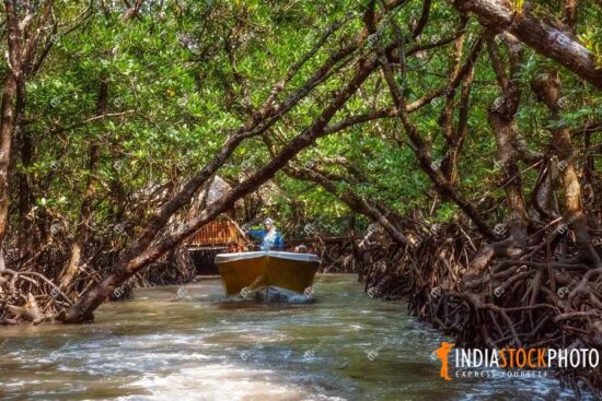 Tourist boat ride through mangrove forest at Baratang island Andaman