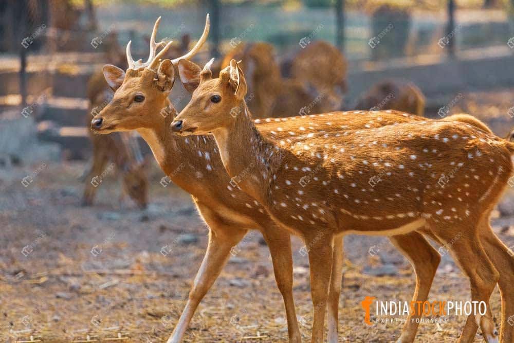 Spotted deer at Indian wildlife reserve