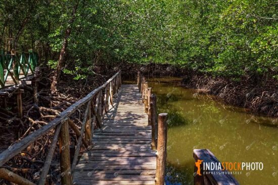 Wooden bridge with mangrove swamp at Baratang island Andaman