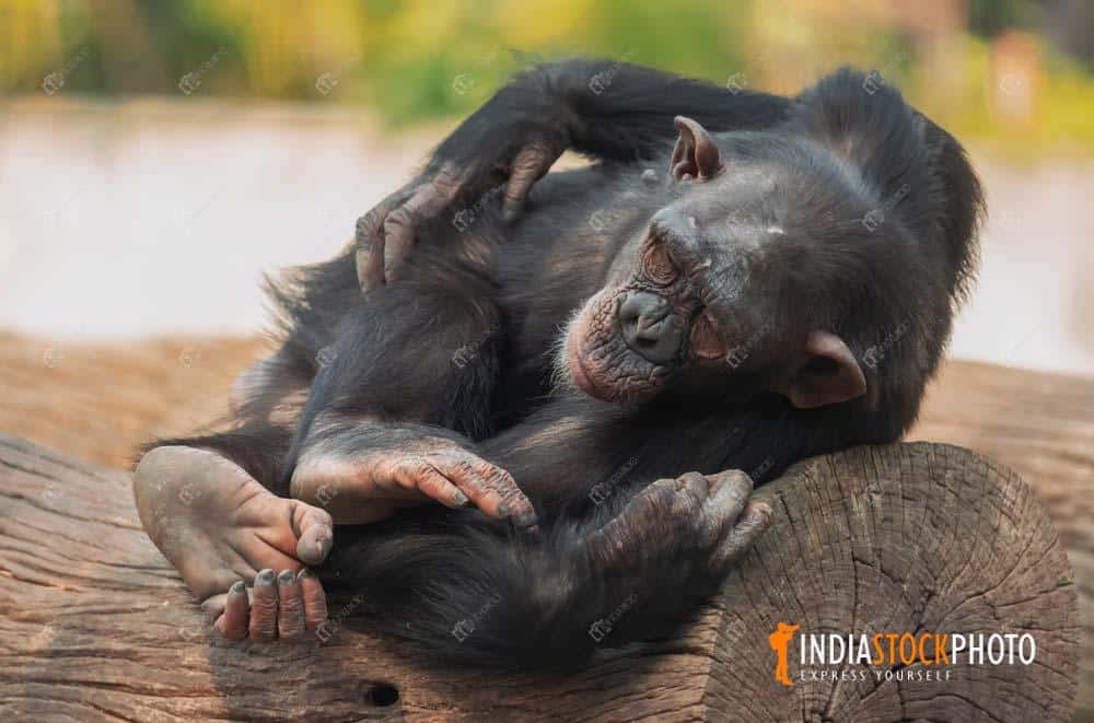 Baby chimp sleeping on a log at an Indian wildlife reserve