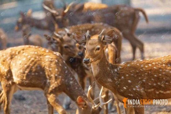 Indian spotted deer flock at wildlife sanctuary