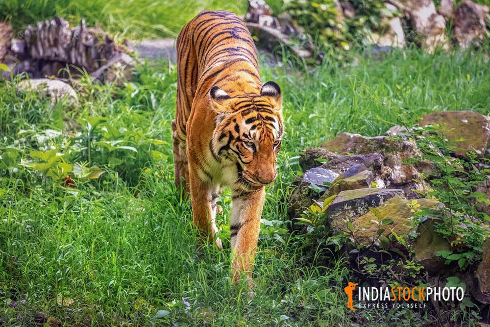 Royal Bengal tiger in Indian wildlife reserve