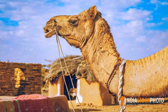 Camel at a village at Thar desert Jaisalmer Rajasthan