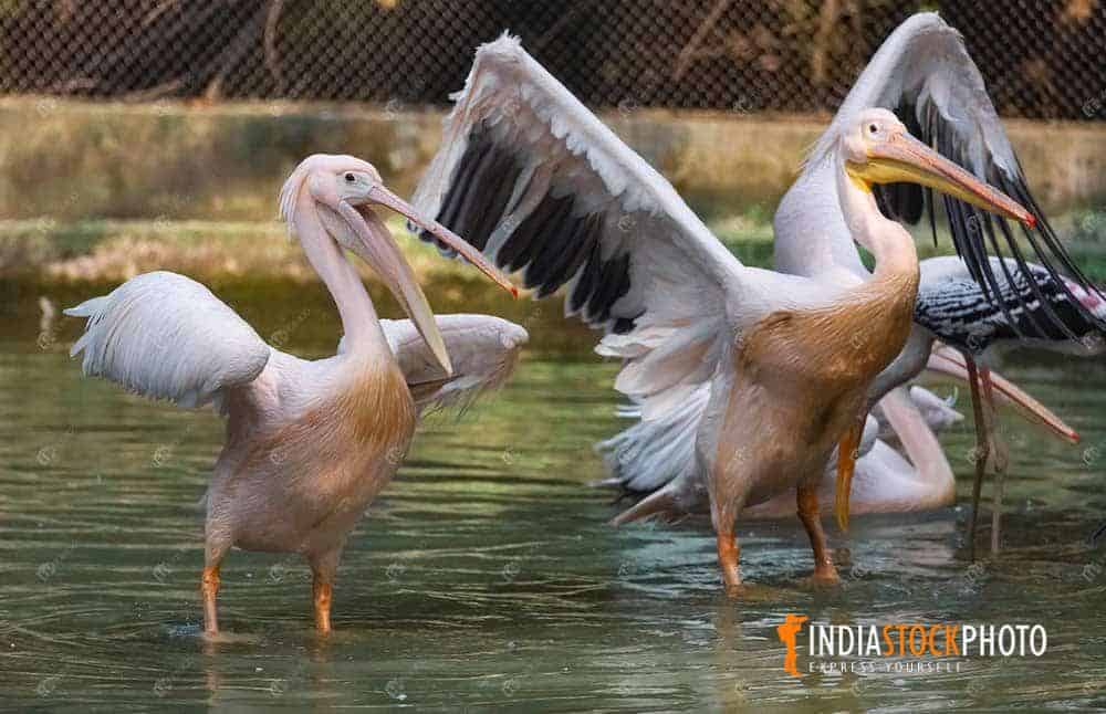 Great White Pelican birds in an Indian wildlife sanctuary