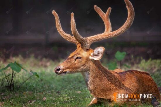 Indian deer in close up view at wildlife reserve