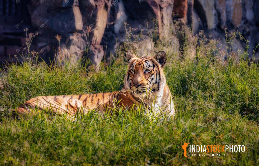Bengal Tiger at Indian wildlife sanctuary