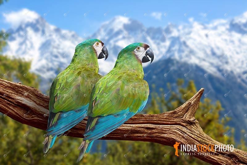 Green Macaw birds perched on a tree trunk at Kalpa Himachal Pradesh
