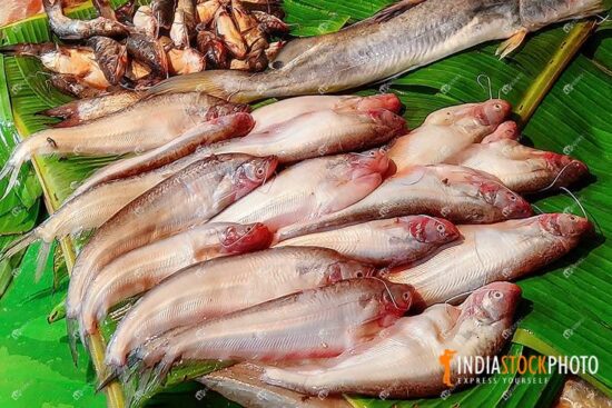 Sea fish on sale at local Indian market