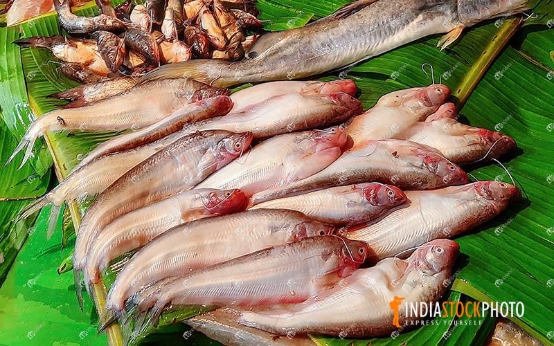 Sea fish on sale at local Indian market