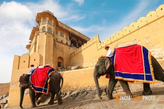 Indian elephants used for tourist ride at the historic Amer Fort at Jaipur Rajasthan