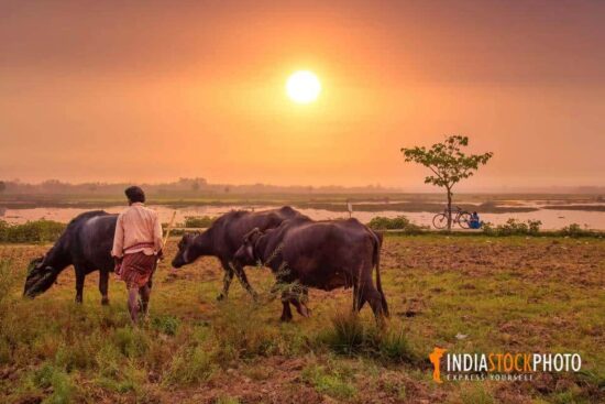 Indian farmer grazing his buffaloes at sunset at a village in West Bengal