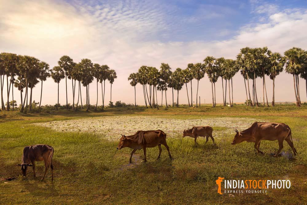 Rural India landscape with cows grazing on an open field at sunrise